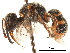  (Maricopodynerus maricoporum - CCDB-32138-A07)  @11 [ ] CreativeCommons - Attribution (2018) CBG Photography Group Smithsonian Institution
