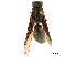  (Montezumia petiolata - CCDB-32138-A09)  @11 [ ] CreativeCommons - Attribution (2018) CBG Photography Group Smithsonian Institution