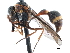  (Omicron procellosum - CCDB-32138-A11)  @11 [ ] CreativeCommons - Attribution (2018) CBG Photography Group Smithsonian Institution