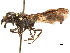  (Zethus aztecus - CCDB-32138-C12)  @11 [ ] CreativeCommons - Attribution (2018) CBG Photography Group Smithsonian Institution