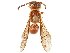  (Zethus hilarianus - CCDB-32138-D01)  @11 [ ] CreativeCommons - Attribution (2018) CBG Photography Group Smithsonian Institution