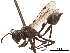  (Metapolybia aztecoides - CCDB-32138-E11)  @11 [ ] CreativeCommons - Attribution (2018) CBG Photography Group Smithsonian Institution