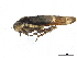  ( - CCDB-32959-C10)  @11 [ ] CreativeCommons - Attribution (2019) CBG Photography Group Smithsonian Institution