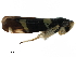  (Microgoniella pudica - CCDB-32959-F01)  @11 [ ] CreativeCommons - Attribution (2019) CBG Photography Group Smithsonian Institution
