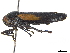  ( - CCDB-32959-G01)  @11 [ ] CreativeCommons - Attribution (2019) CBG Photography Group Smithsonian Institution