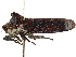  ( - CCDB-32960-B04)  @11 [ ] CreativeCommons - Attribution (2019) CBG Photography Group Smithsonian Institution