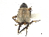  ( - CCDB-32960-D10)  @11 [ ] CreativeCommons - Attribution (2019) CBG Photography Group Smithsonian Institution