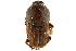  ( - CCDB-32961-D05)  @11 [ ] CreativeCommons - Attribution (2019) CBG Photography Group Smithsonian Institution