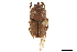  ( - CCDB-32961-E05)  @11 [ ] CreativeCommons - Attribution (2019) CBG Photography Group Smithsonian Institution