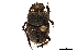  ( - CCDB-32961-E12)  @11 [ ] CreativeCommons - Attribution (2019) CBG Photography Group Smithsonian Institution