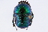  ( - CCDB-32961-F08)  @11 [ ] CreativeCommons - Attribution (2019) CBG Photography Group Smithsonian Institution