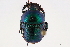 ( - CCDB-32961-F09)  @11 [ ] CreativeCommons - Attribution (2019) CBG Photography Group Smithsonian Institution