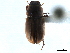  (Labarrus meruensis - CCDB-32961-F12)  @11 [ ] CreativeCommons - Attribution (2019) CBG Photography Group Smithsonian Institution