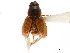  (Labarrus pseudolividus - CCDB-32961-H01)  @11 [ ] CreativeCommons - Attribution (2019) CBG Photography Group Smithsonian Institution
