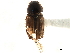  (Aganocrossus vestitus - CCDB-32961-H02)  @11 [ ] CreativeCommons - Attribution (2019) CBG Photography Group Smithsonian Institution