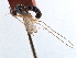  (Viridigona - CCDB-32961-H04)  @11 [ ] CreativeCommons - Attribution (2019) CBG Photography Group Smithsonian Institution