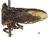  ( - CCDB-32962-C07)  @11 [ ] CreativeCommons - Attribution (2019) CBG Photography Group Smithsonian Institution