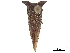  ( - CCDB-32962-C08)  @11 [ ] CreativeCommons - Attribution (2019) CBG Photography Group Smithsonian Institution