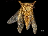  ( - CCDB-32962-E01)  @11 [ ] CreativeCommons - Attribution (2019) CBG Photography Group Smithsonian Institution