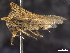  ( - CCDB-32962-E01)  @11 [ ] CreativeCommons - Attribution (2019) CBG Photography Group Smithsonian Institution
