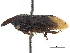  ( - CCDB-32962-F03)  @11 [ ] CreativeCommons - Attribution (2019) CBG Photography Group Smithsonian Institution