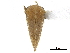  (Amastris retamalesi - CCDB-32962-F10)  @11 [ ] CreativeCommons - Attribution (2019) CBG Photography Group Smithsonian Institution