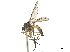  ( - CCDB-32963-A05)  @11 [ ] CreativeCommons - Attribution (2019) CBG Photography Group Smithsonian Institution