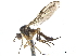  (Oropezella antennata - CCDB-32963-C04)  @11 [ ] CreativeCommons - Attribution (2019) CBG Photography Group Smithsonian Institution