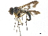  (Austrosciapus bifarius - CCDB-32963-E08)  @11 [ ] CreativeCommons - Attribution (2019) CBG Photography Group Smithsonian Institution