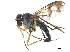  (Austrosciapus proximus - CCDB-32963-E09)  @11 [ ] CreativeCommons - Attribution (2019) CBG Photography Group Smithsonian Institution
