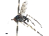 (Chrysosoma provocans - CCDB-32963-E11)  @11 [ ] CreativeCommons - Attribution (2019) CBG Photography Group Smithsonian Institution