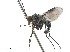  (Chrysosoma vittatum - CCDB-32963-E12)  @11 [ ] CreativeCommons - Attribution (2019) CBG Photography Group Smithsonian Institution