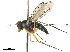 (Heteropsilopus - CCDB-32963-F02)  @11 [ ] CreativeCommons - Attribution (2019) CBG Photography Group Smithsonian Institution