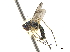  (Plagiozopelma - CCDB-32963-F07)  @11 [ ] CreativeCommons - Attribution (2019) CBG Photography Group Smithsonian Institution