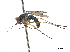  (Plagiozopelma flavipodex - CCDB-32963-F08)  @11 [ ] CreativeCommons - Attribution (2019) CBG Photography Group Smithsonian Institution