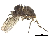  (Stolidosomatinae - CCDB-32963-H11)  @11 [ ] CreativeCommons - Attribution (2019) CBG Photography Group Smithsonian Institution