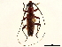  ( - CCDB-32964-F07)  @11 [ ] CreativeCommons - Attribution (2019) CBG Photography Group Smithsonian Institution