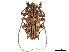  ( - CCDB-32964-G05)  @11 [ ] CreativeCommons - Attribution (2019) CBG Photography Group Smithsonian Institution