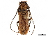  ( - CCDB-32964-H03)  @11 [ ] CreativeCommons - Attribution (2019) CBG Photography Group Smithsonian Institution