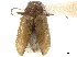  ( - CCDB-32965-A12)  @11 [ ] CreativeCommons - Attribution (2018) CBG Photography Group Smithsonian Institution