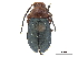  (Phrynocepha - CCDB-32966-A06)  @11 [ ] CreativeCommons - Attribution (2019) CBG Photography Group Smithsonian Institution