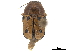  ( - CCDB-32966-H01)  @11 [ ] CreativeCommons - Attribution (2019) CBG Photography Group Smithsonian Institution