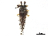  ( - CCDB-32967-B02)  @11 [ ] CreativeCommons - Attribution (2019) CBG Photography Group Smithsonian Institution