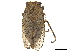  ( - CCDB-32967-C02)  @11 [ ] CreativeCommons - Attribution (2019) CBG Photography Group Smithsonian Institution