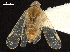  (Myndus macfarlanei - CCDB-32967-D01)  @11 [ ] CreativeCommons - Attribution (2019) CBG Photography Group Smithsonian Institution