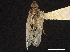  ( - CCDB-32967-D04)  @11 [ ] CreativeCommons - Attribution (2019) CBG Photography Group Smithsonian Institution