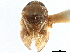  (Sepullia fuscolimbata - CCDB-32968-E12)  @11 [ ] CreativeCommons - Attribution (2019) CBG Photography Group Smithsonian Institution