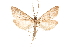  ( - CCDB-32968-H09)  @11 [ ] CreativeCommons - Attribution (2019) CBG Photography Group Smithsonian Institution