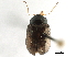  (Rhabdopterus picipes - CCDB-32969-C11)  @11 [ ] CreativeCommons - Attribution (2019) CBG Photography Group Smithsonian Institution