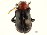  ( - CCDB-32969-E02)  @11 [ ] CreativeCommons - Attribution (2019) CBG Photography Group Smithsonian Institution